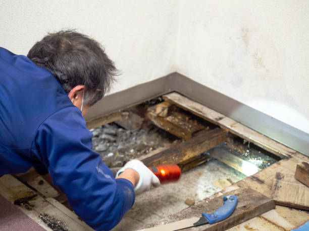 Best Crawl Space Mold Removal  in Macon, IL
