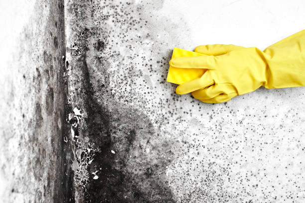 Best Local Mold Removal Service  in Macon, IL