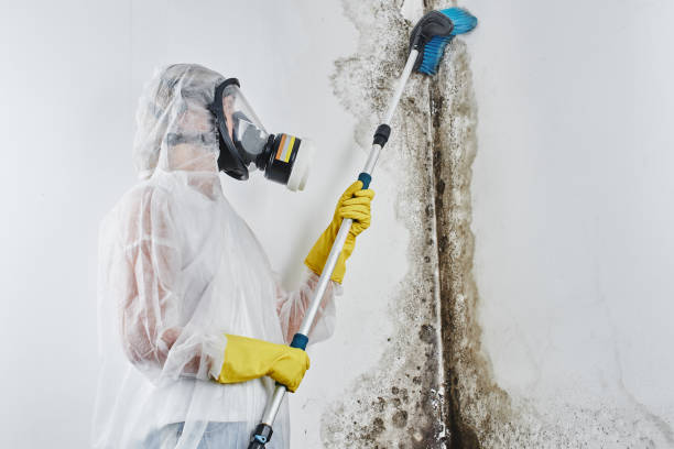 Best Best Mold Removal Companies  in Macon, IL