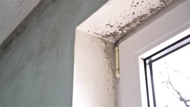 Reliable Macon, IL Mold Removal Solutions