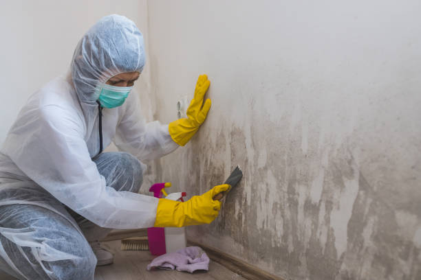 Mold Testing and Removal in Macon, IL