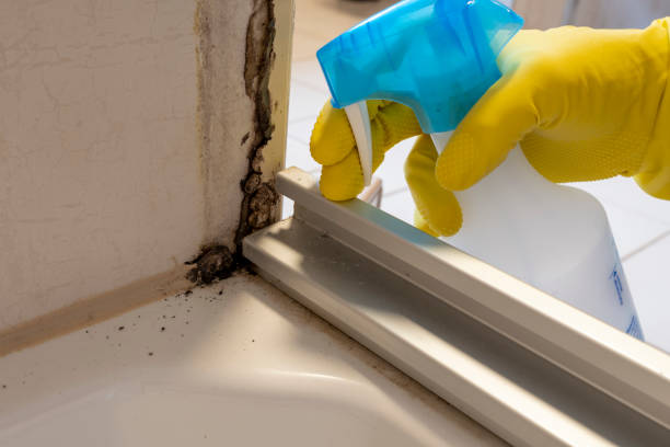 Best Mold Remediation Experts  in Macon, IL