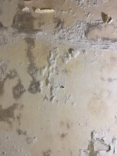 Best Mold Testing and Removal  in Macon, IL