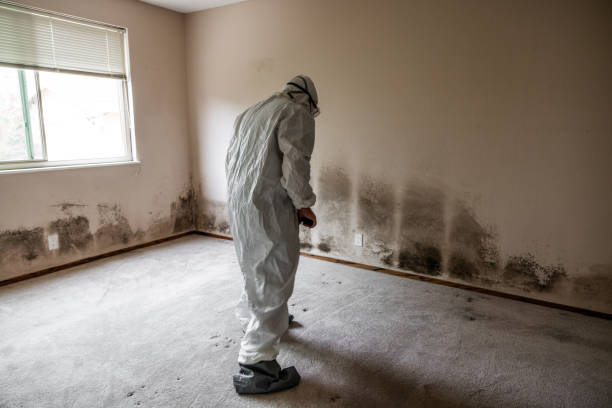Best Affordable Mold Removal  in Macon, IL