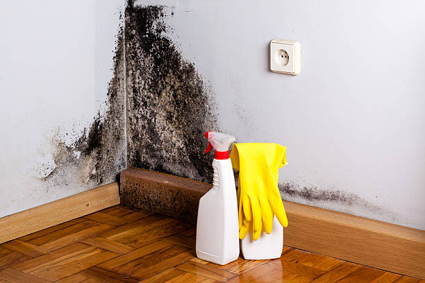 Best Mold Removal Process  in Macon, IL