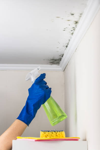 Best Home Mold Removal  in Macon, IL